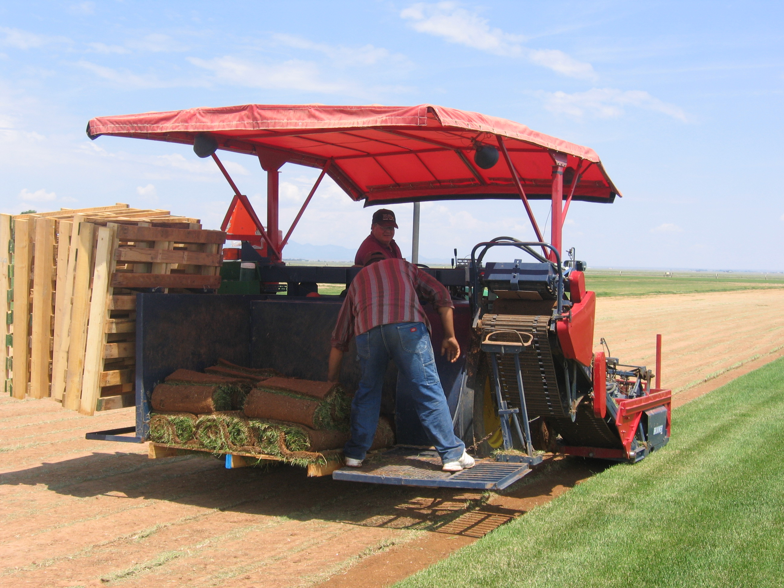 Yes, You Can Order Sod