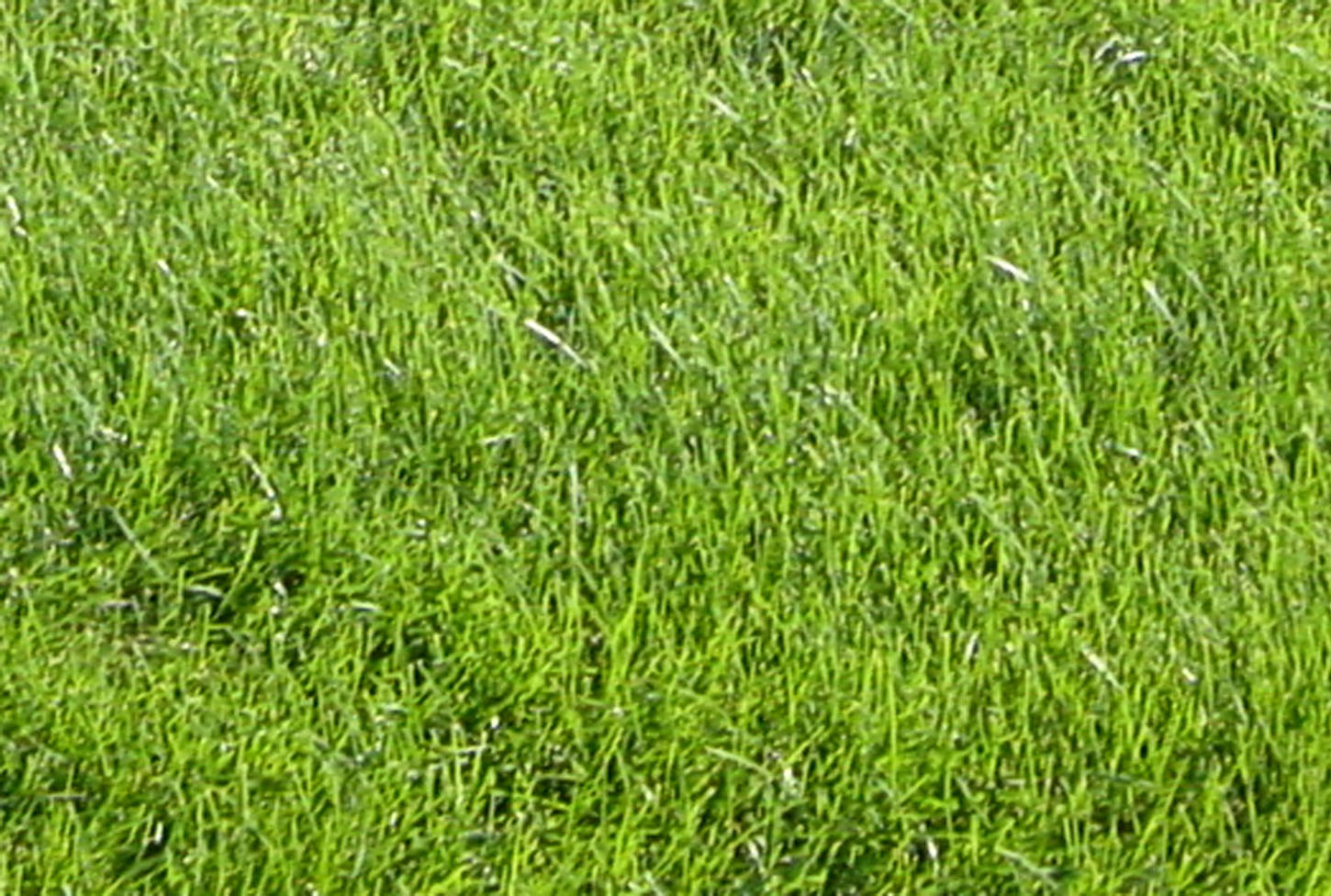 Fescue Blend StoneGate