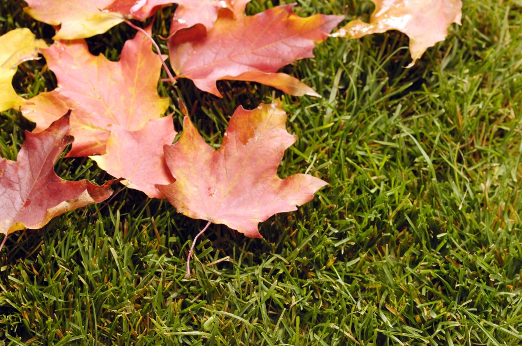 Orange fall leaves on green grass